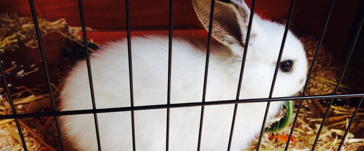 Important Factors to Consider When Choosing the Right Indoor Rabbit Cage