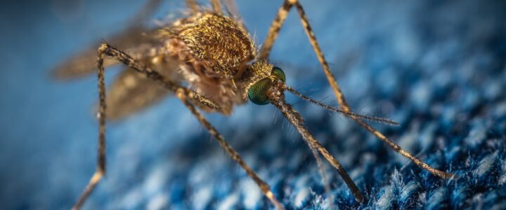 Mosquito Traps: A Friendly Guide to Safeguarding Your Home
