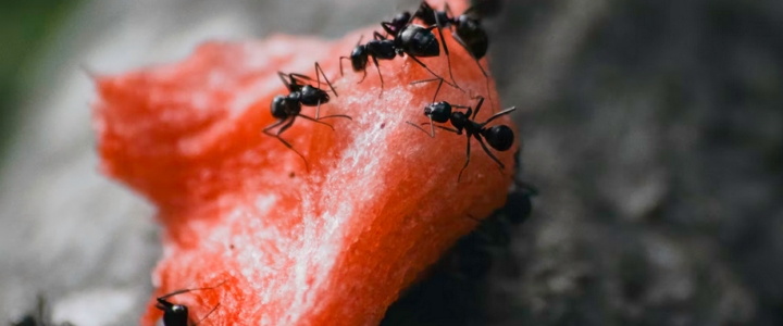 Why Every Modern Home Attracts a Different Pest Than It Did 20 Years Ago